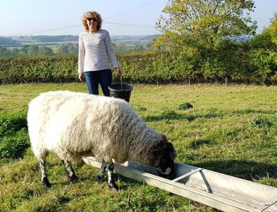 Tracey at home feeding her sheep
